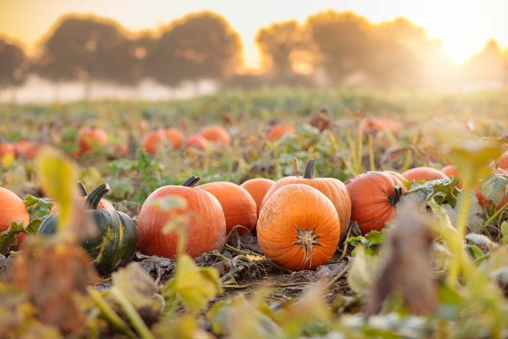 shutterstock_2522126745