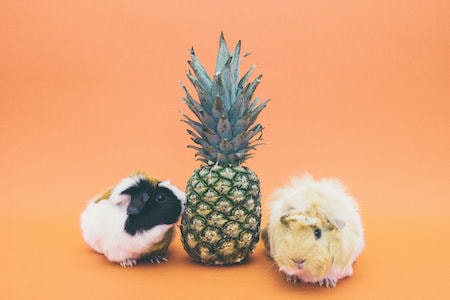 pineapple bunny rabbits bunnies pets