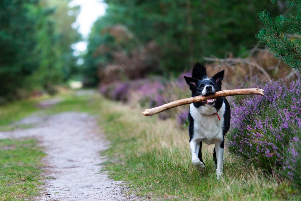 shutterstock_1213663249