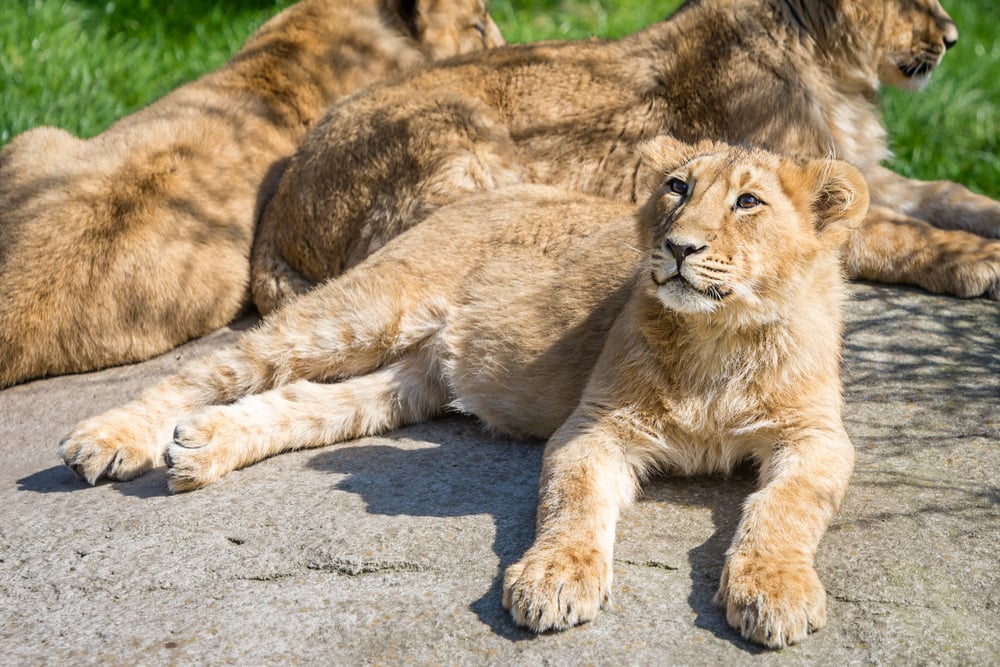 shutterstock_1378159142