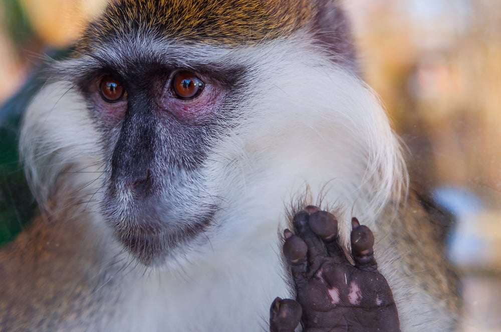 shutterstock_177241622