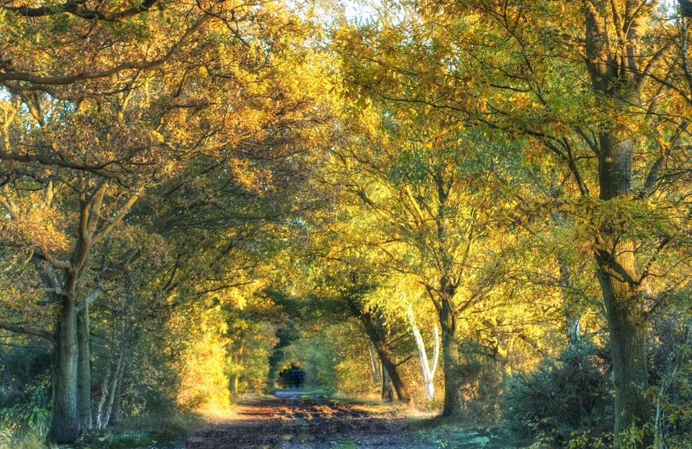 shutterstock_2386714607